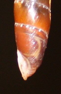 Clausiliidae da id.